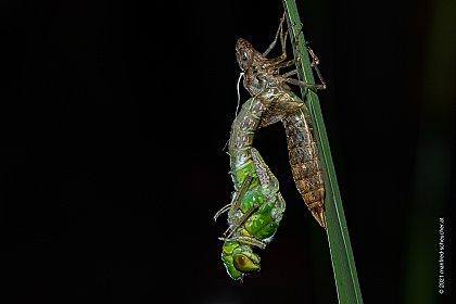 Libelle beim Schlüpfen