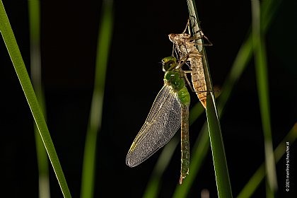 Libelle nach dem Schlüpfen