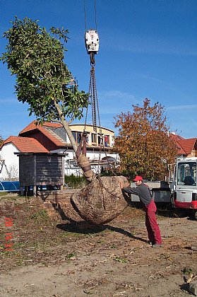 Gartenarbeiten Bild 16