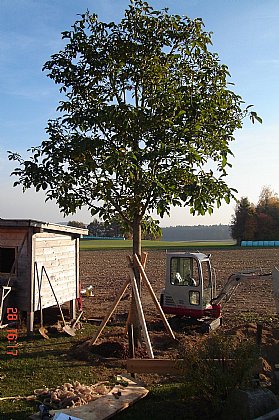 Gartenarbeiten Bild 15