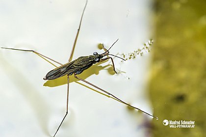 Insektenwelt - © Manfred-Scheucher.at