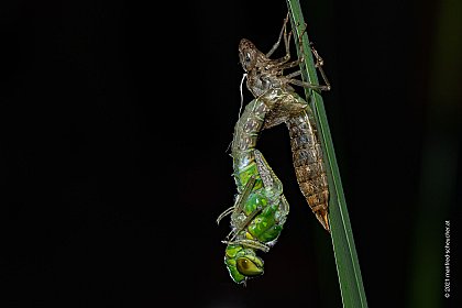 Libelle beim Schlüpfen 2 - © Manfred-Scheucher.at