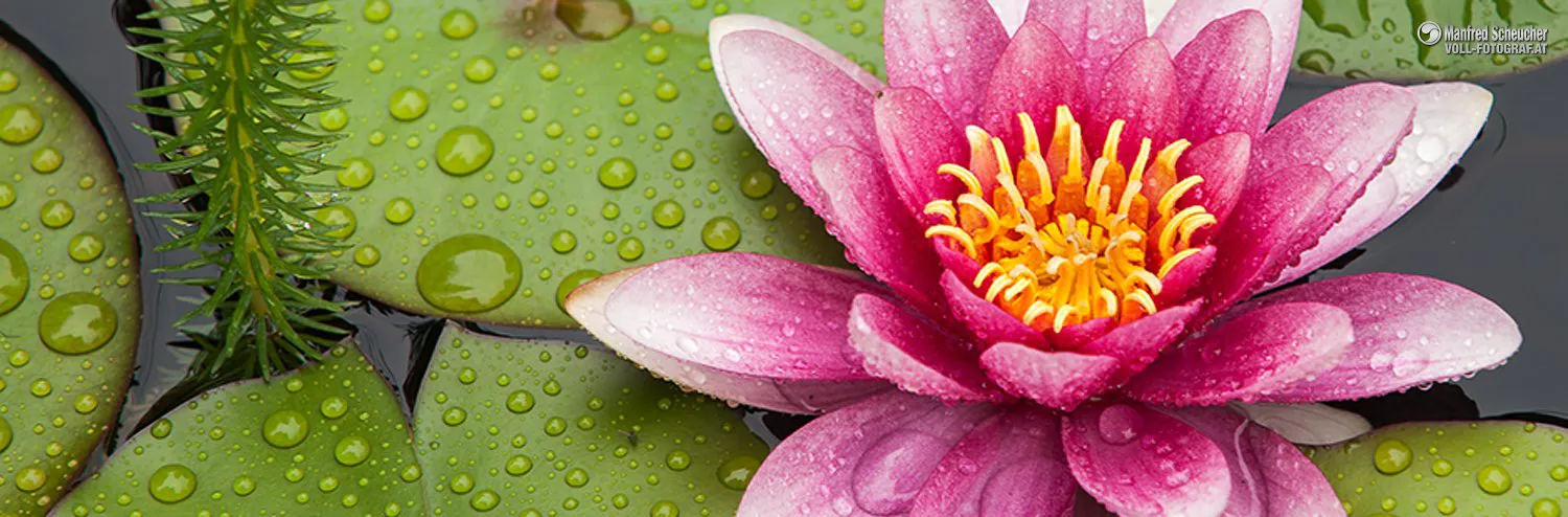 Wasserrose